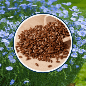 Cleanse Pro Ingredients Flax Seed Powder