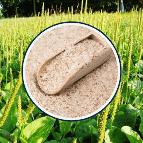  Cleanse Pro Ingredients Psyllium Husk